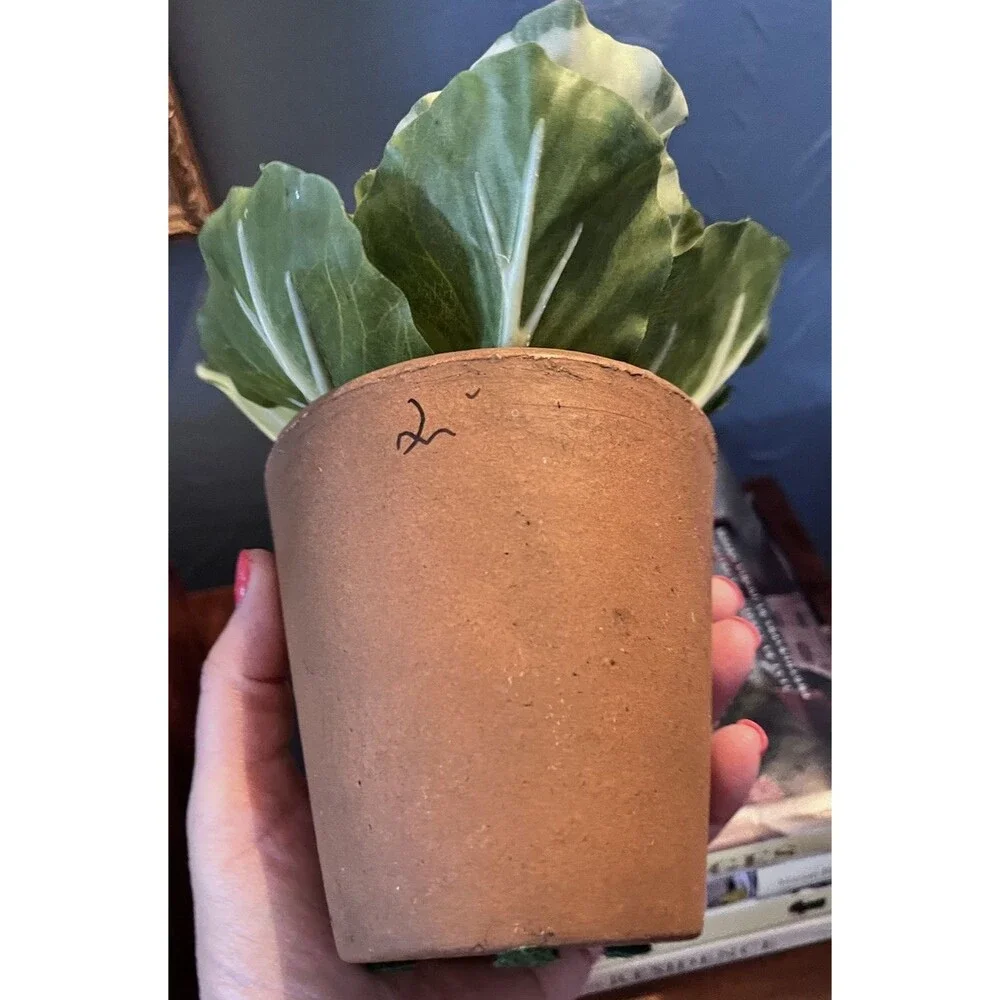 Realistic Potted Cabbage Plastic Ceramic Pot Garden Spring Easter 7inch Green
